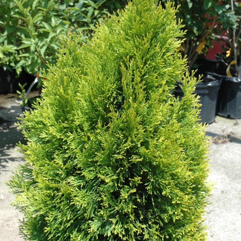 Thuja Occidentalis 'highlights' - View 27 from www redcrocus com
