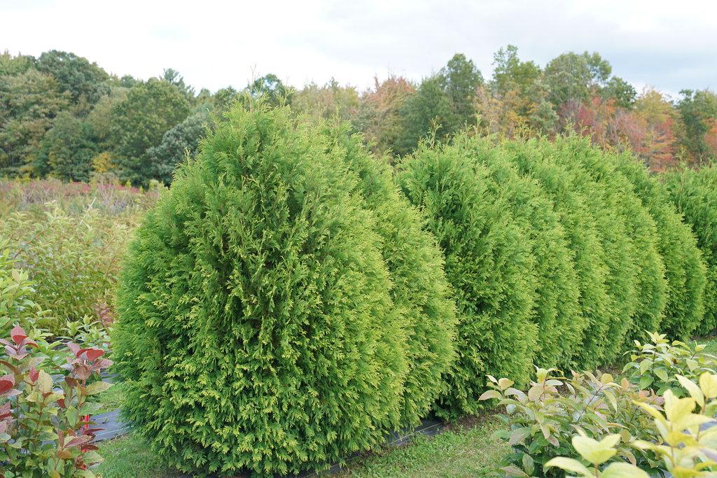 Thuja Occidentalis 'highlights' - View 28 from www redcrocus com