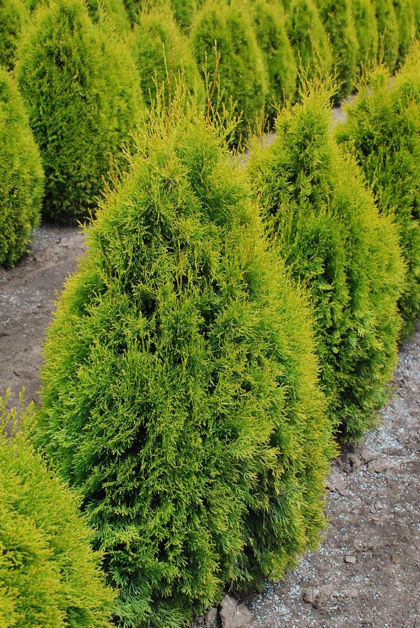 Thuja Occidentalis 'highlights' - View 29 from www redcrocus com