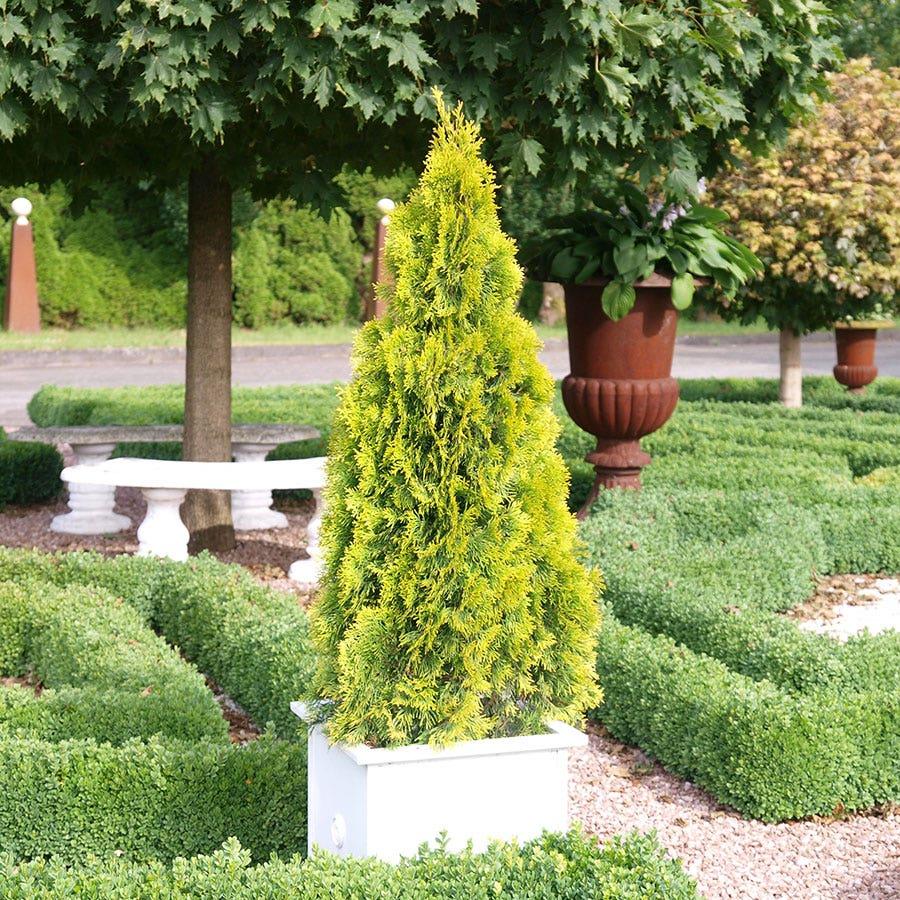Thuja Occidentalis 'highlights' - View 30 from www redcrocus com