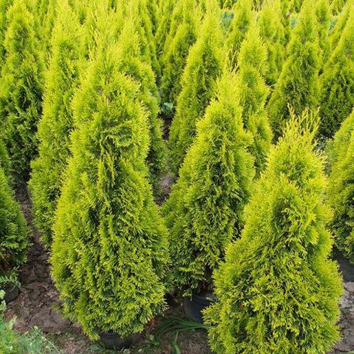 Thuja Occidentalis 'highlights' - View 32 from www redcrocus com