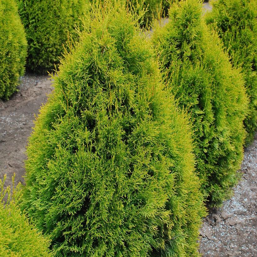 Thuja Occidentalis 'highlights' - View 4 from www redcrocus com