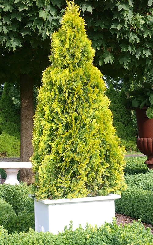 Thuja Occidentalis 'highlights' - View 7 from www redcrocus com