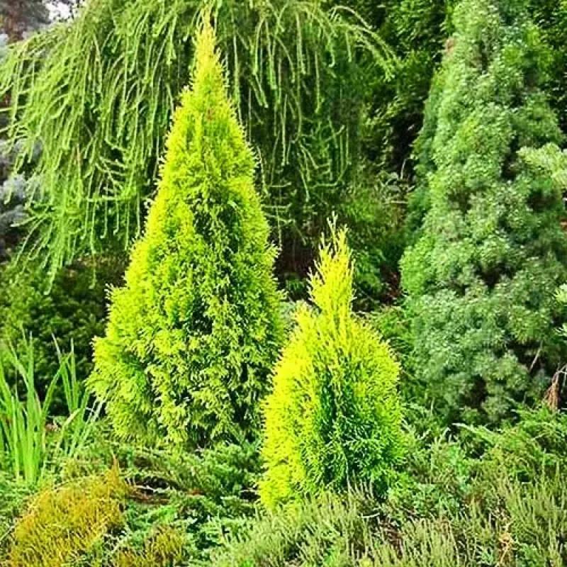 Thuja Occidentalis 'highlights' - View 8 from www redcrocus com