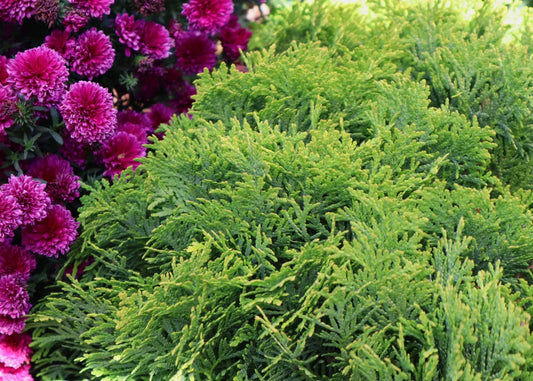 Thuja Occidentalis 'golden Child' - View 5 from www redcrocus com