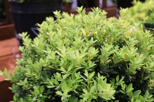 Ilex Crenata 'golden Hoogendorn' - View 16 from www redcrocus com