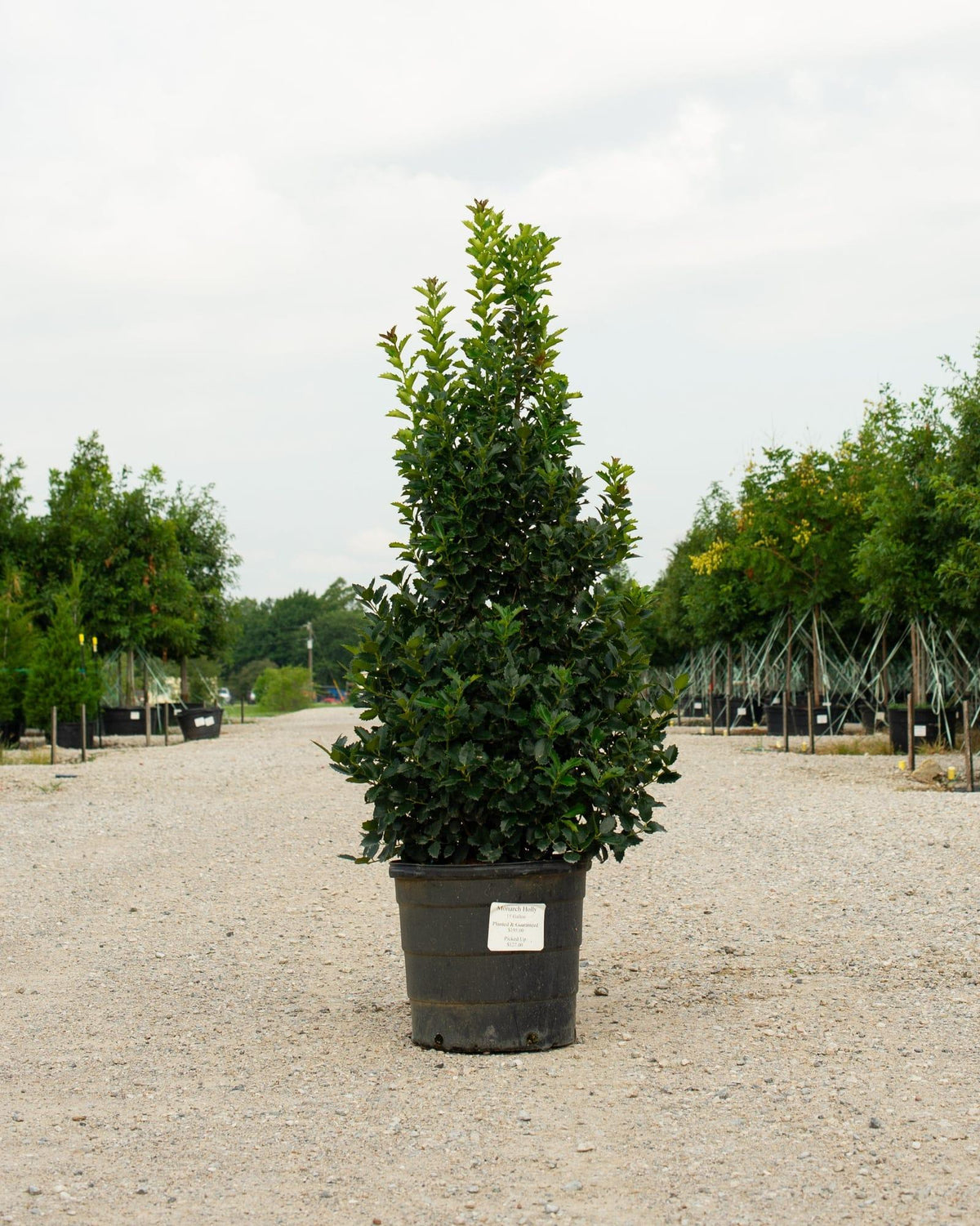 Ilex X 'monarch' - View 10 from www redcrocus com