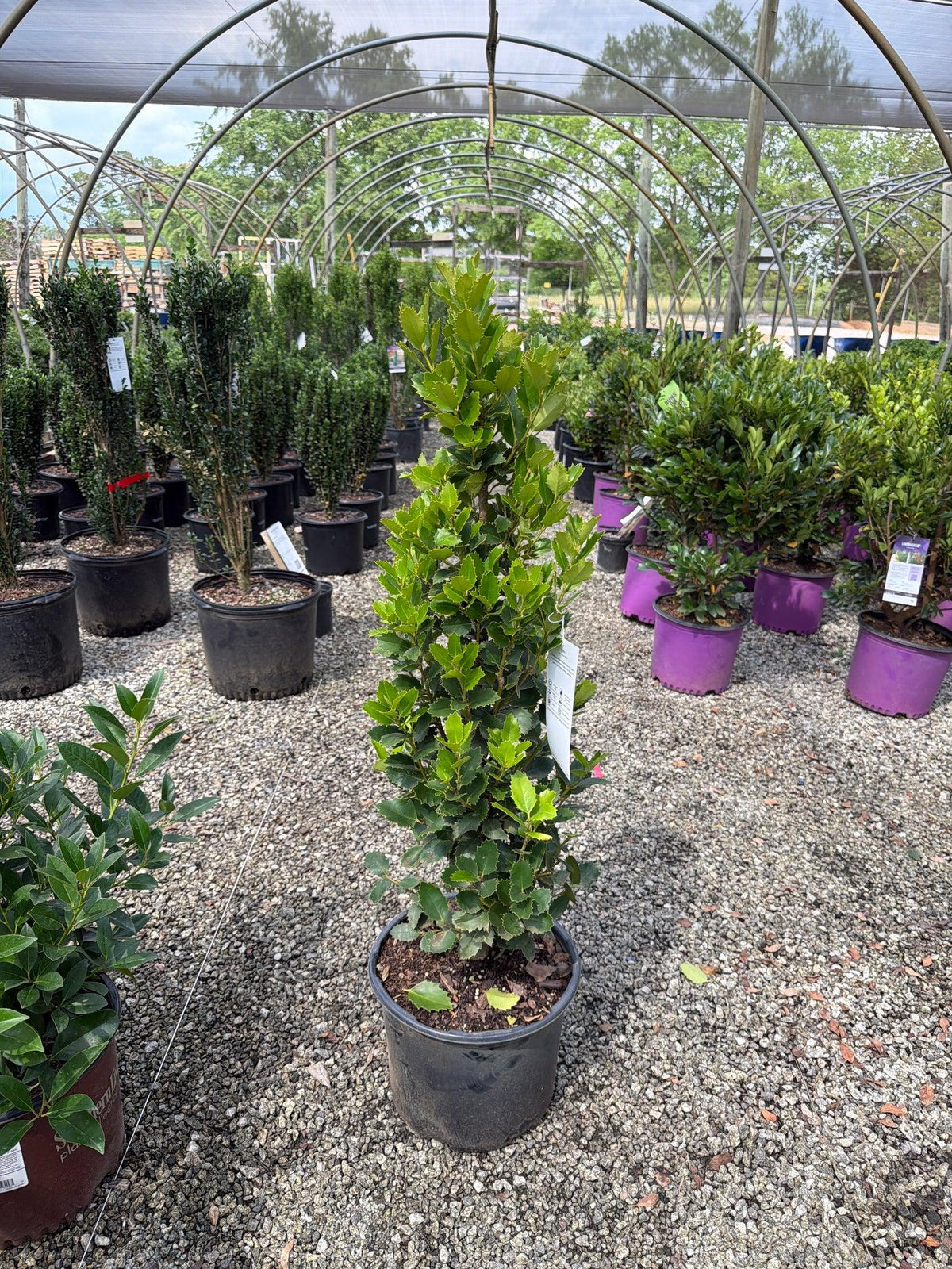Ilex X 'monarch' - View 12 from www redcrocus com