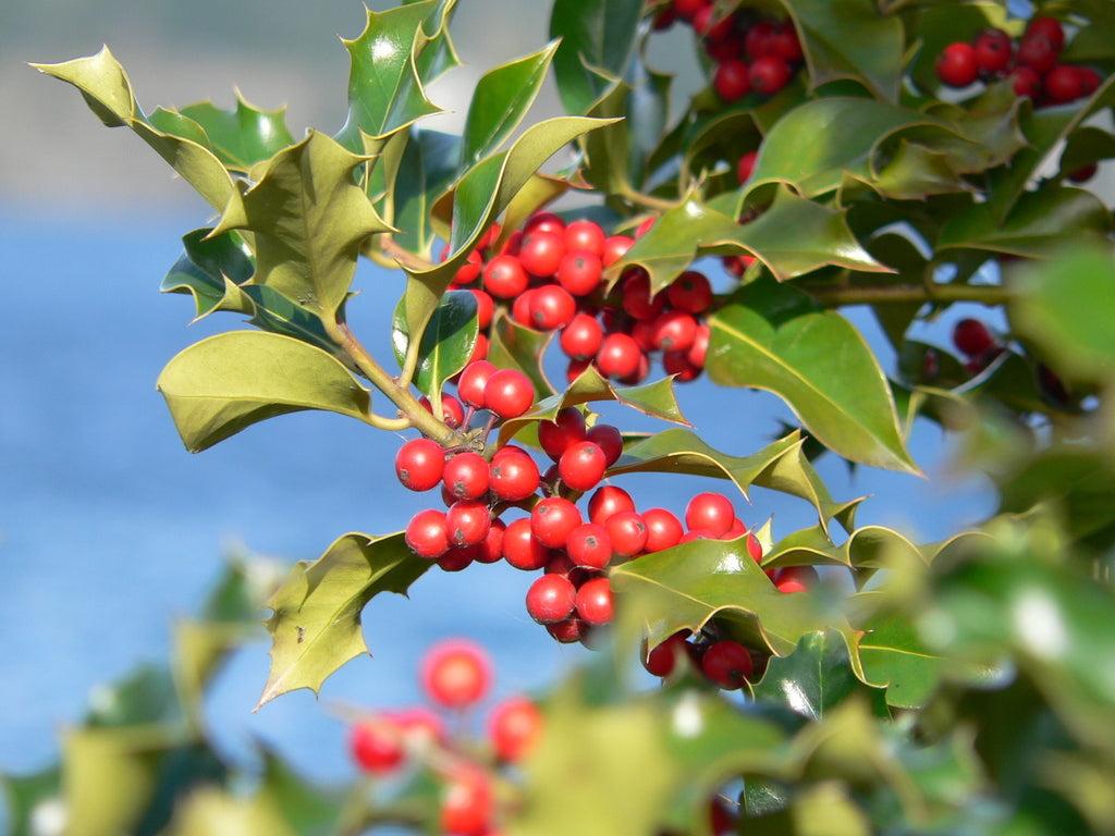 Ilex X 'monarch' - View 13 from www redcrocus com