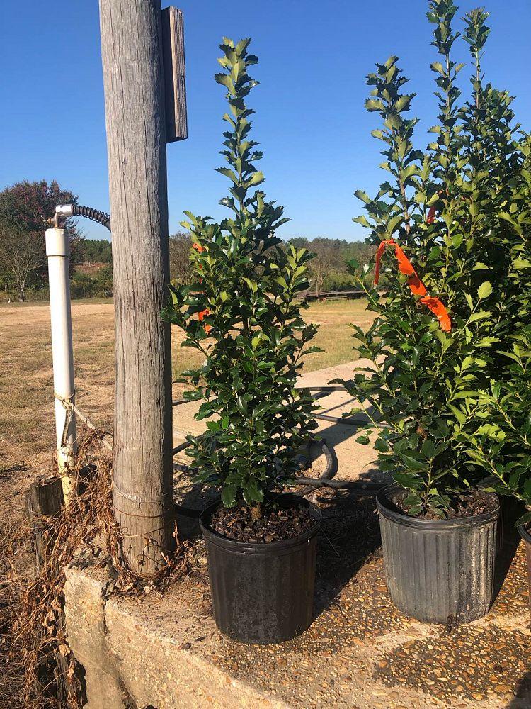 Ilex X 'monarch' - View 14 from www redcrocus com