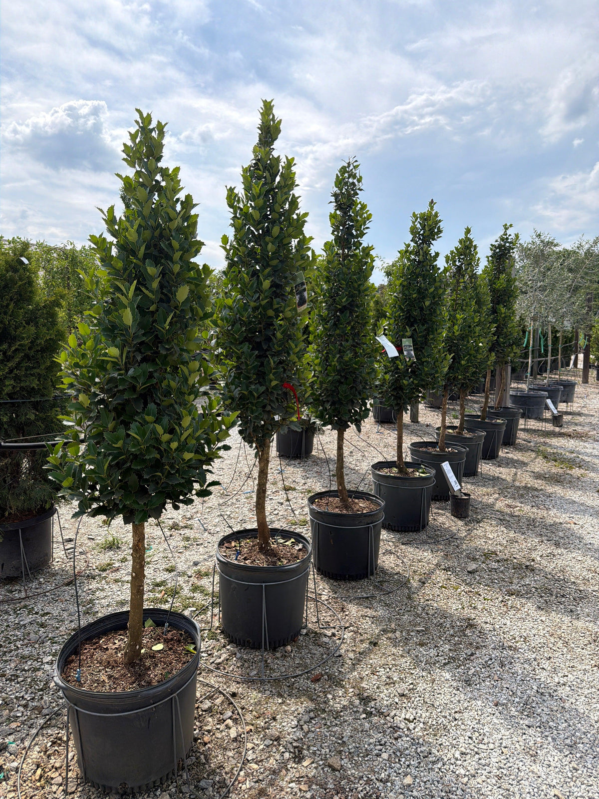 Ilex X 'monarch' - View 16 from www redcrocus com