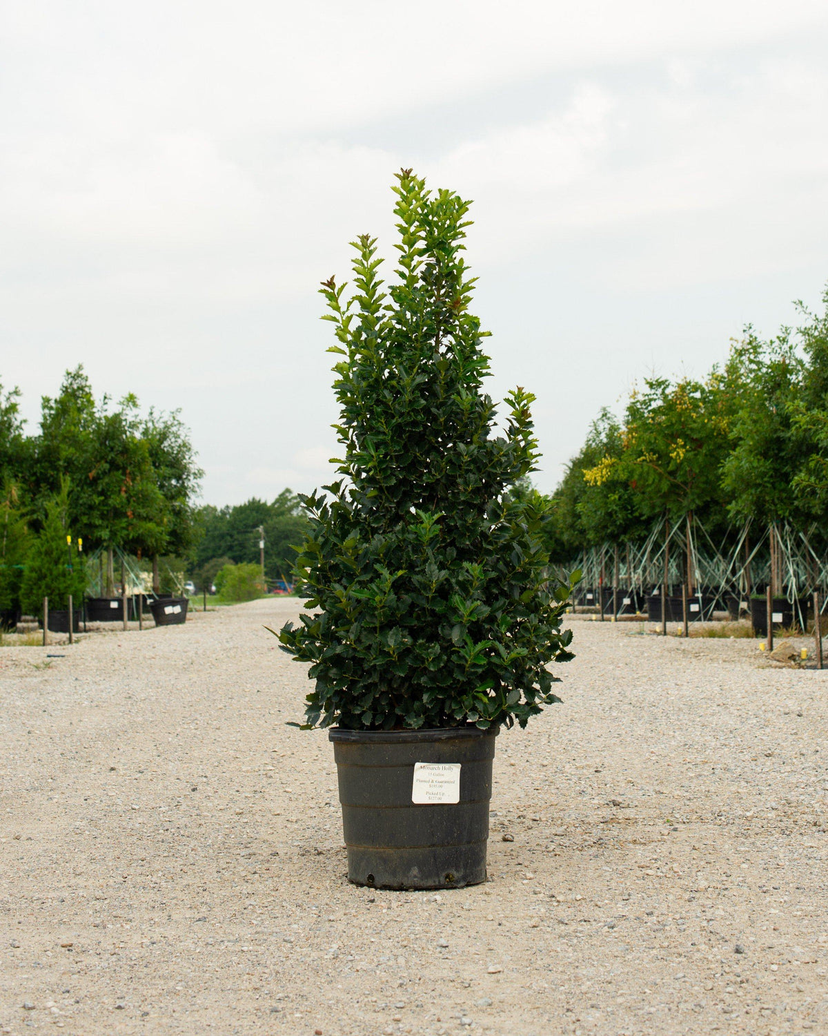 Ilex X 'monarch' - View 17 from www redcrocus com