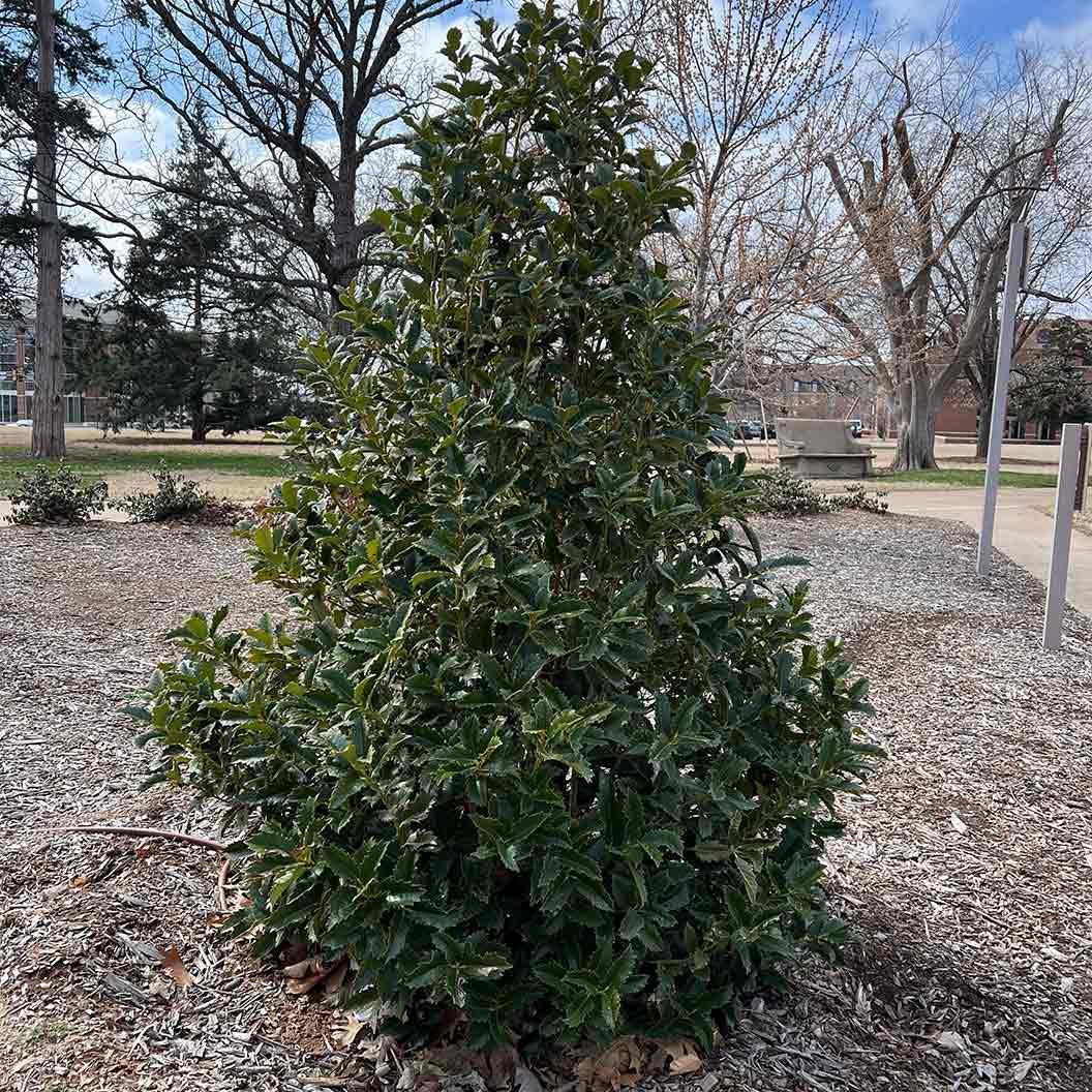 Ilex X 'monarch' - View 18 from www redcrocus com