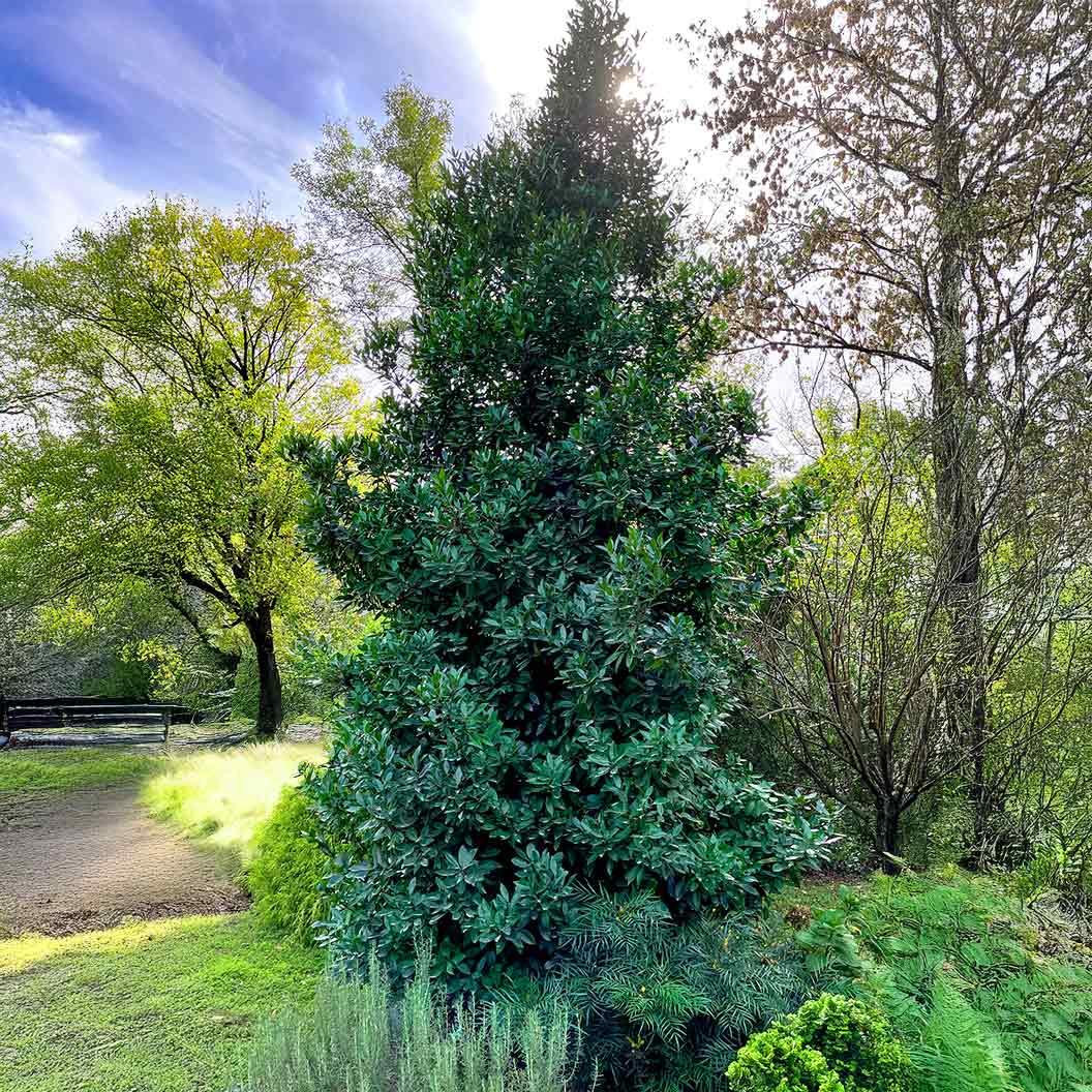 Ilex X 'monarch' - View 19 from www redcrocus com