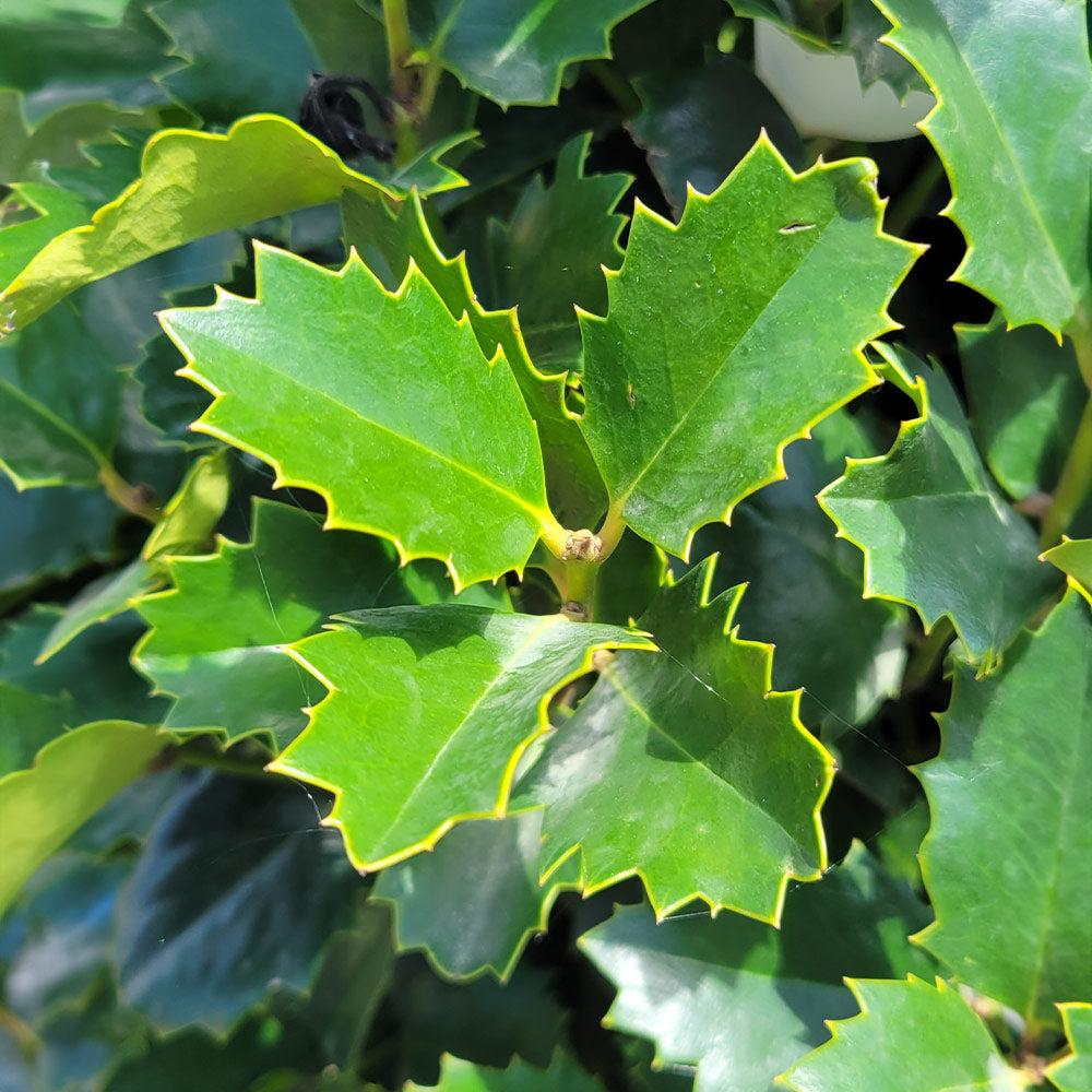 Ilex X 'monarch' - View 21 from www redcrocus com