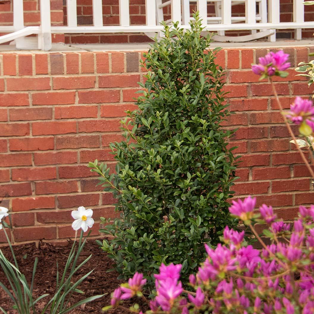 Ilex X 'monarch' - View 26 from www redcrocus com
