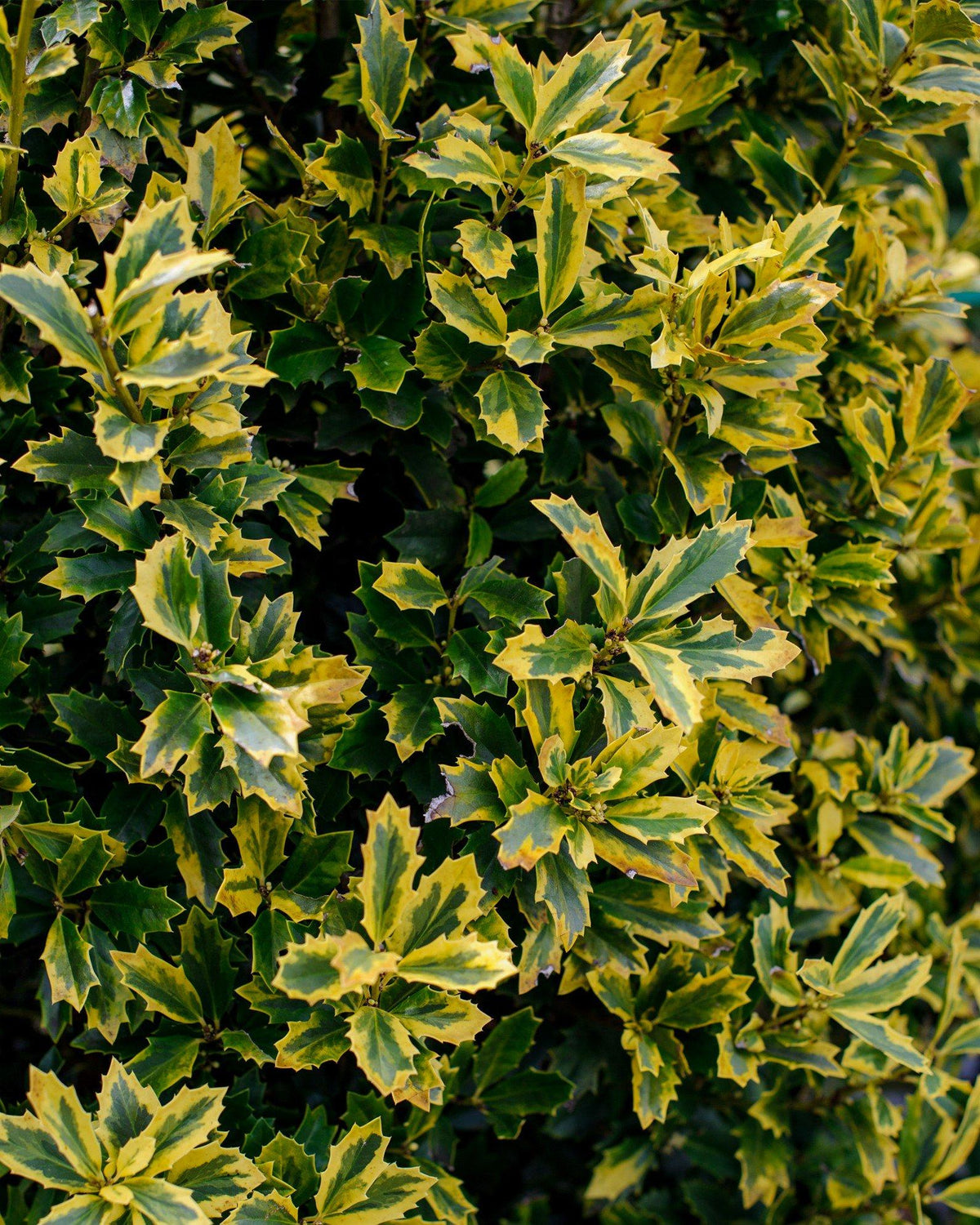 Ilex X 'monarch' - View 28 from www redcrocus com