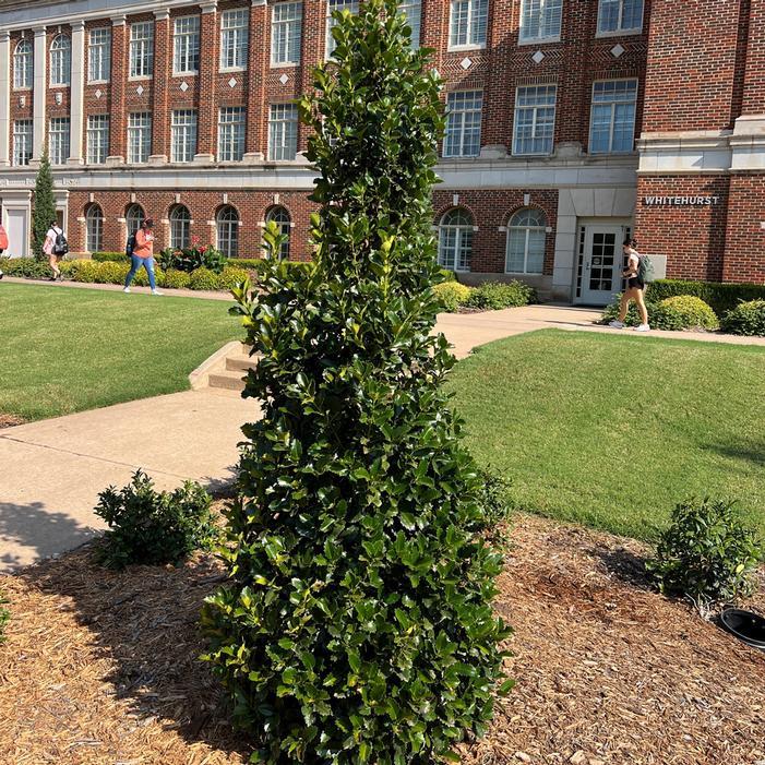 Ilex X 'monarch' - View 3 from www redcrocus com