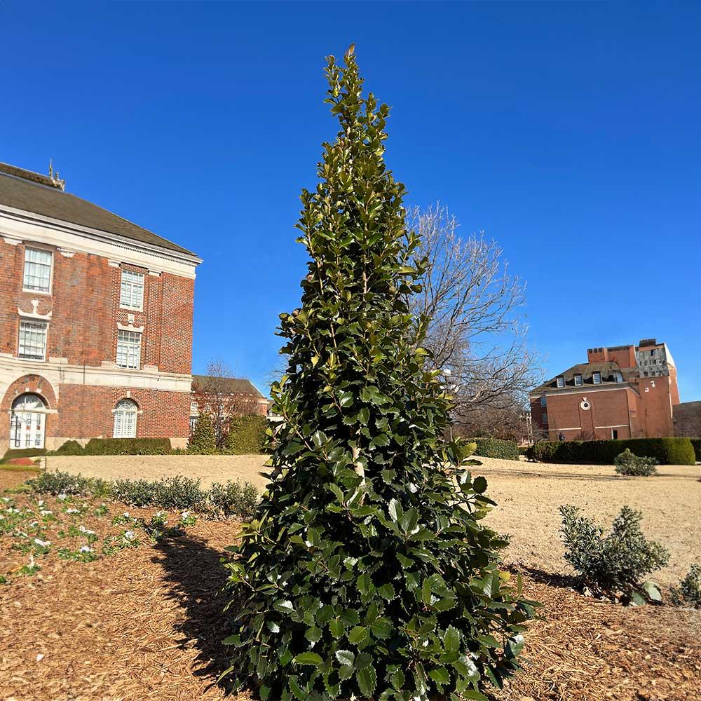Ilex X 'monarch' - View 4 from www redcrocus com