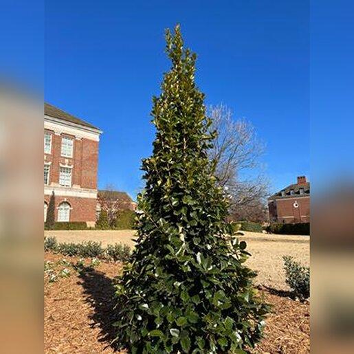 Ilex X 'monarch' - View 5 from www redcrocus com