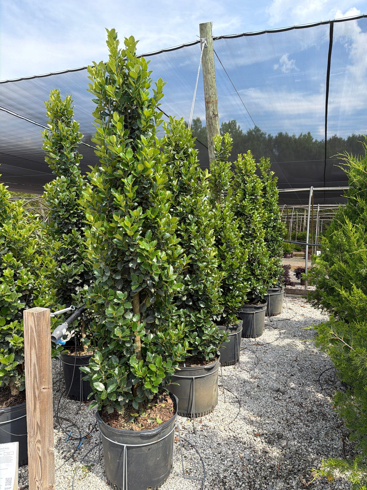 Ilex X 'monarch' - View 6 from www redcrocus com