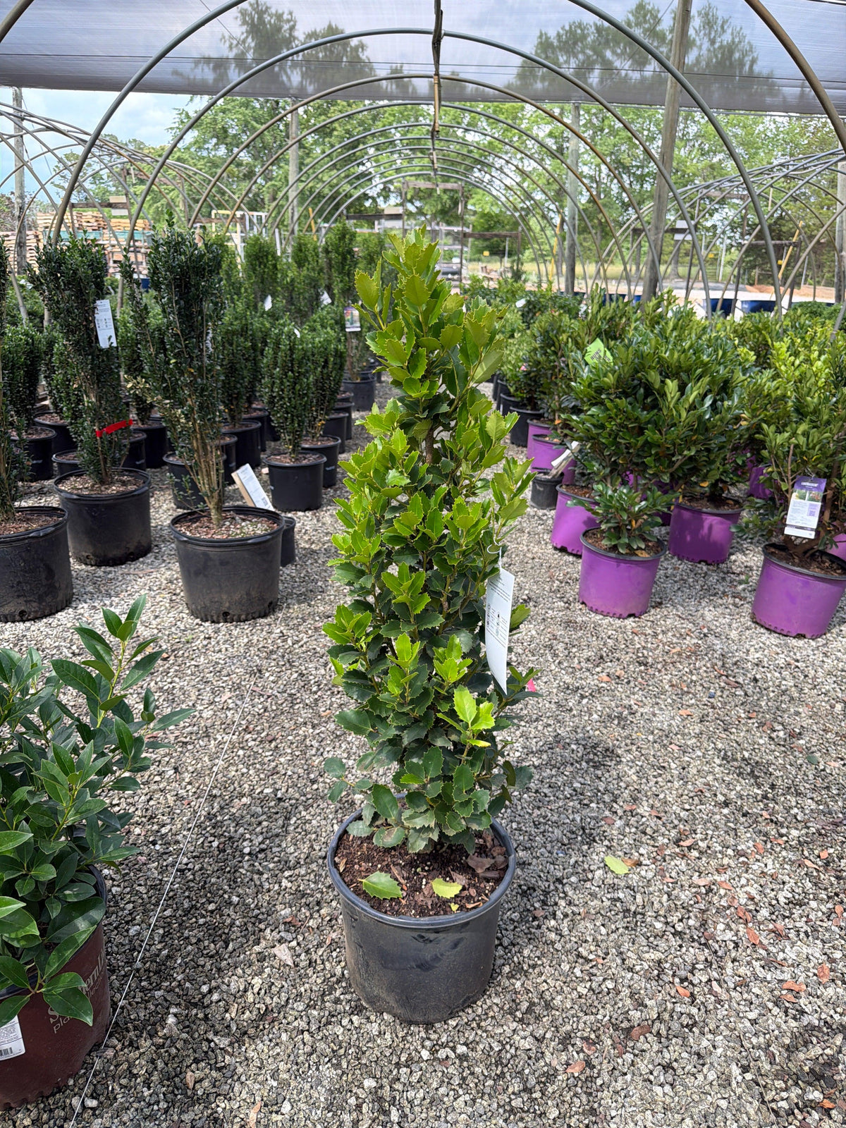 Ilex X 'monarch' - View 8 from www redcrocus com