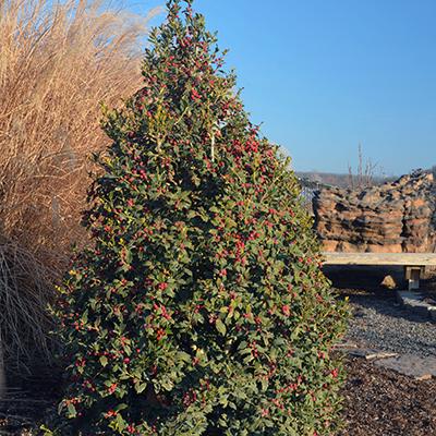 Ilex X 'monarch' - View 9 from www redcrocus com