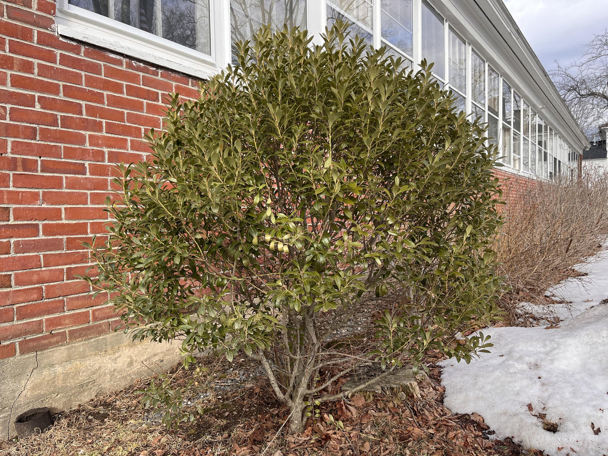 Ilex Glabra - View 18 from www redcrocus com