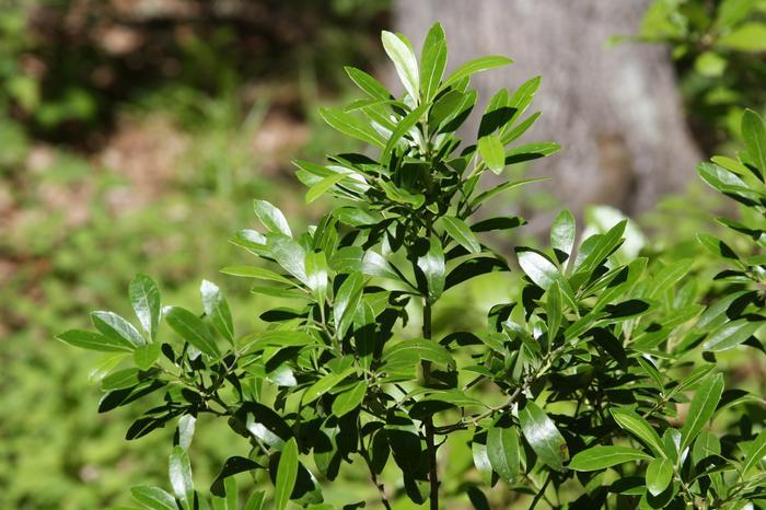Ilex Glabra - View 36 from www redcrocus com