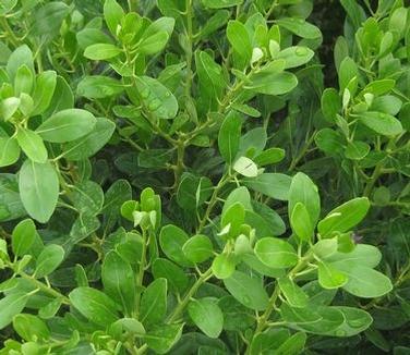 Ilex Glabra - View 37 from www redcrocus com