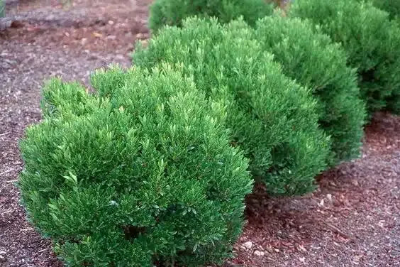 Ilex Glabra - View 39 from www redcrocus com