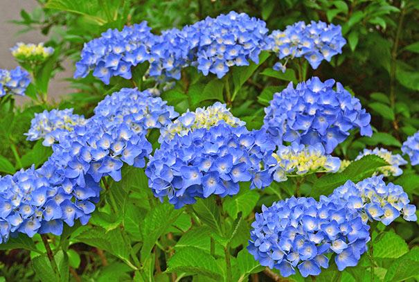 Hydrangea Macrophylla Nikko Blue - View 12 from www redcrocus com