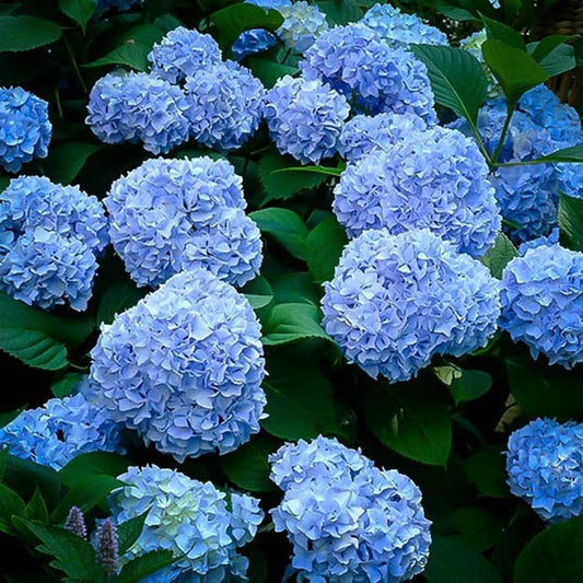 Hydrangea Macrophylla Nikko Blue - View 1 from www redcrocus com