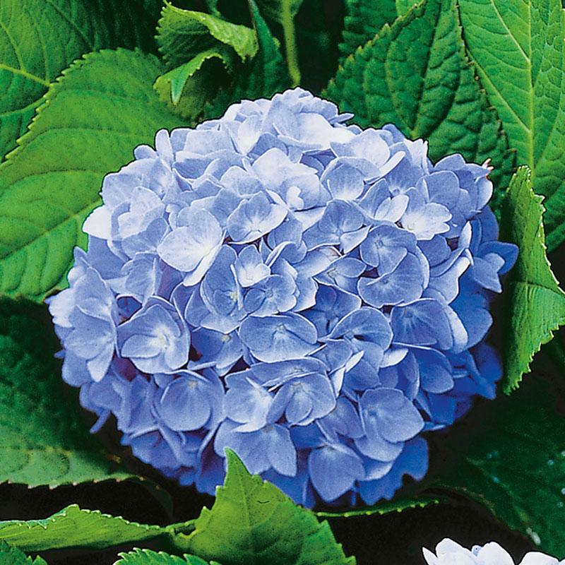 Hydrangea Macrophylla Nikko Blue - View 5 from www redcrocus com