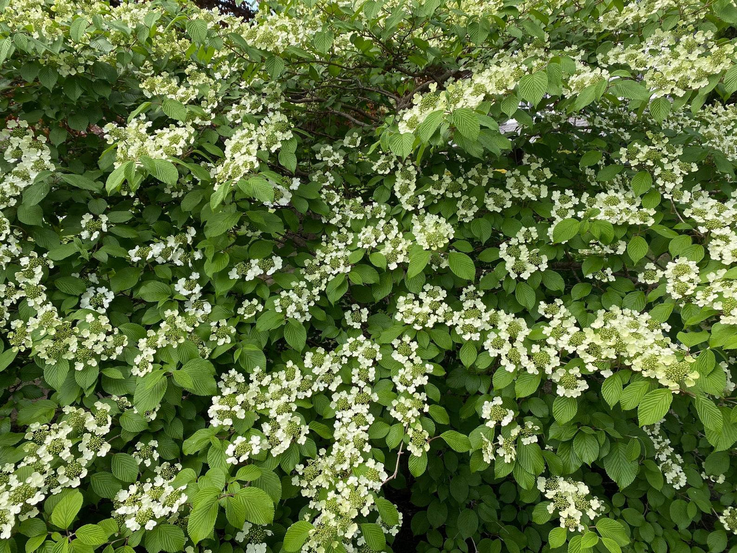 Viburnum Plicatum Var  Tomentosum Mariesii - View 10 from www redcrocus com