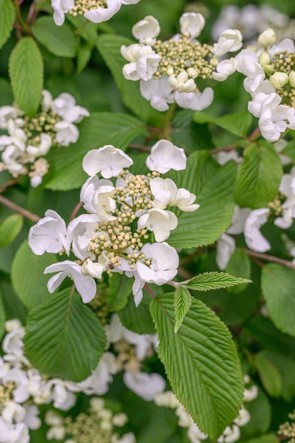 Viburnum Plicatum Var  Tomentosum Mariesii - View 11 from www redcrocus com