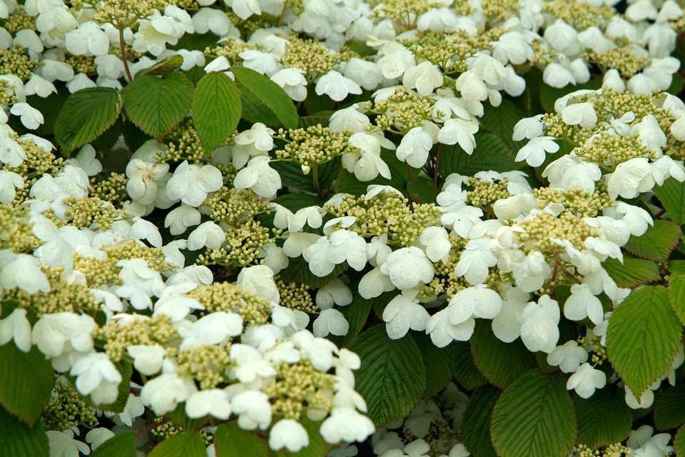 Viburnum Plicatum Var  Tomentosum Mariesii - View 14 from www redcrocus com