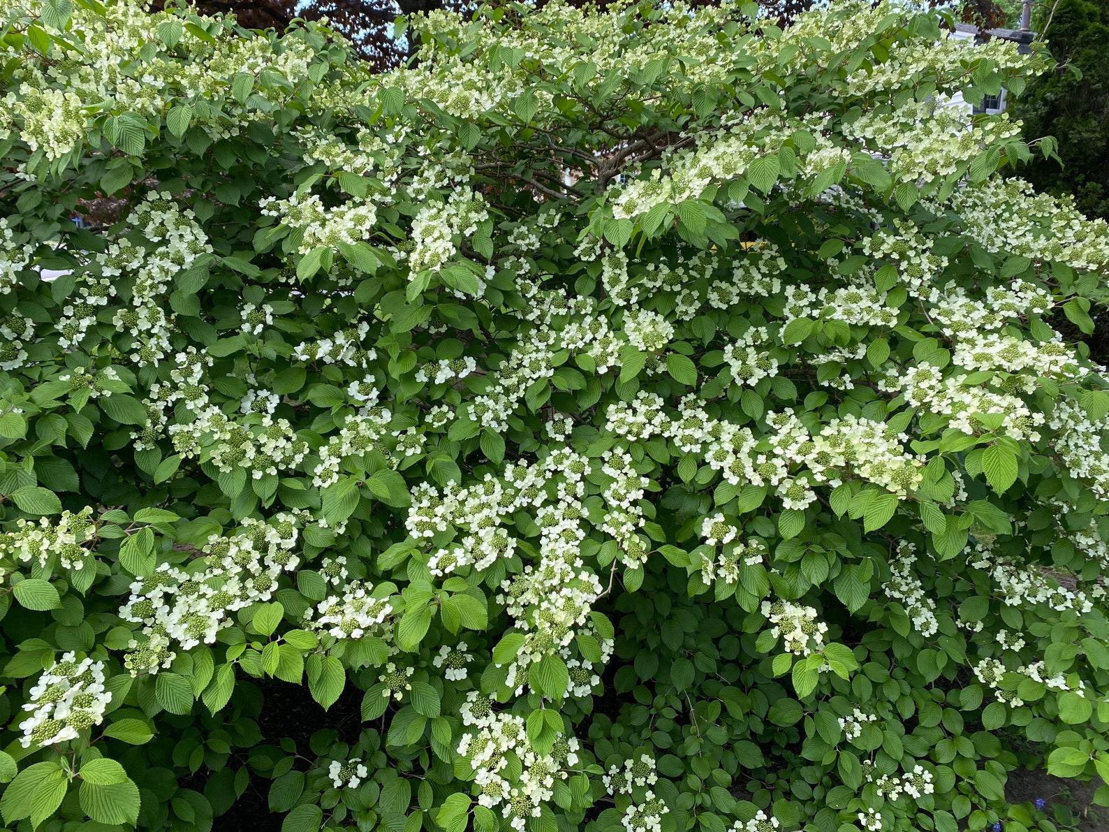 Viburnum Plicatum Var  Tomentosum Mariesii - View 15 from www redcrocus com