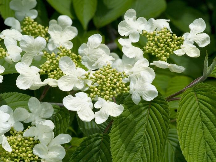 Viburnum Plicatum Var  Tomentosum Mariesii - View 19 from www redcrocus com