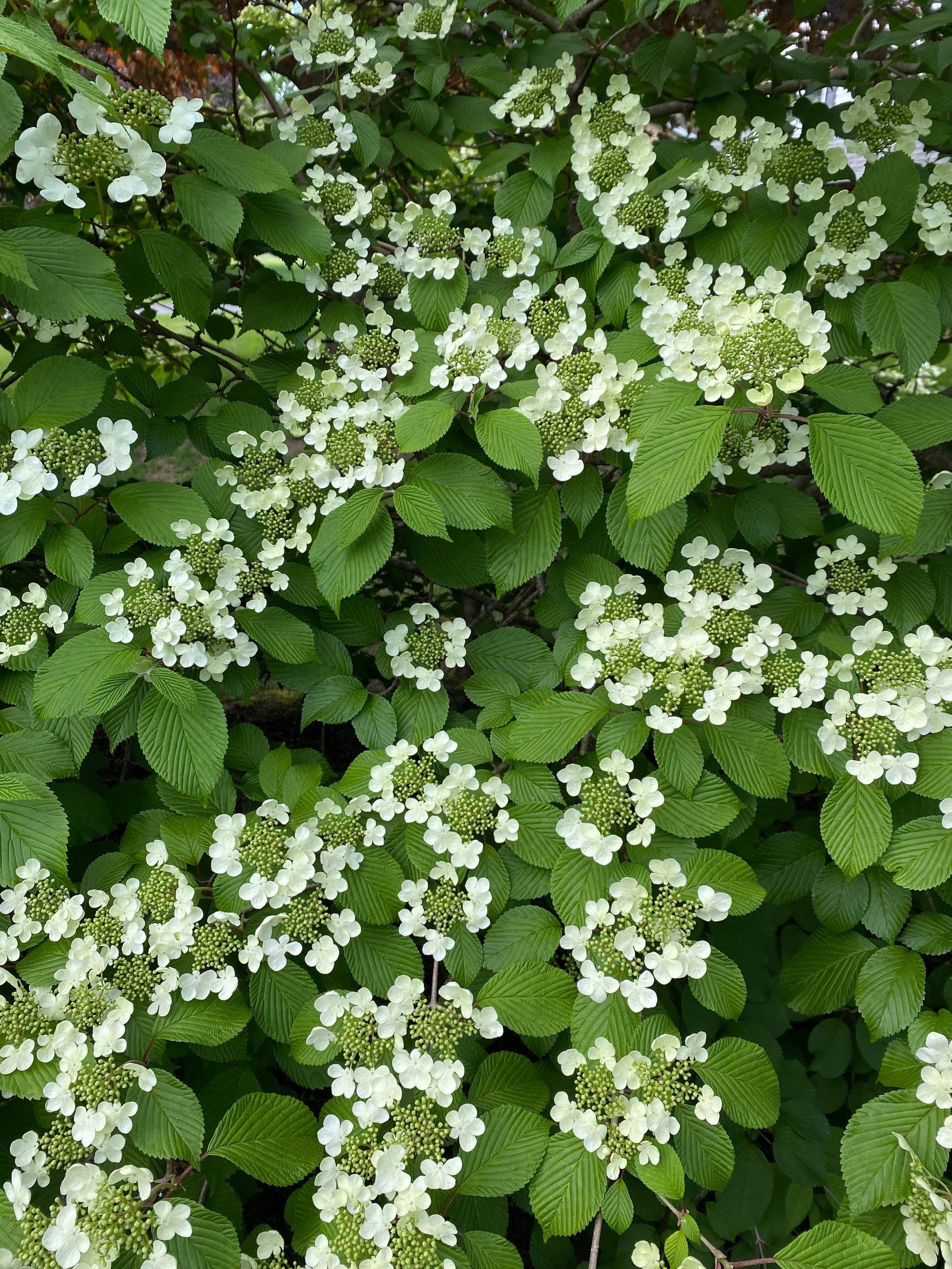 Viburnum Plicatum Var  Tomentosum Mariesii - View 1 from www redcrocus com