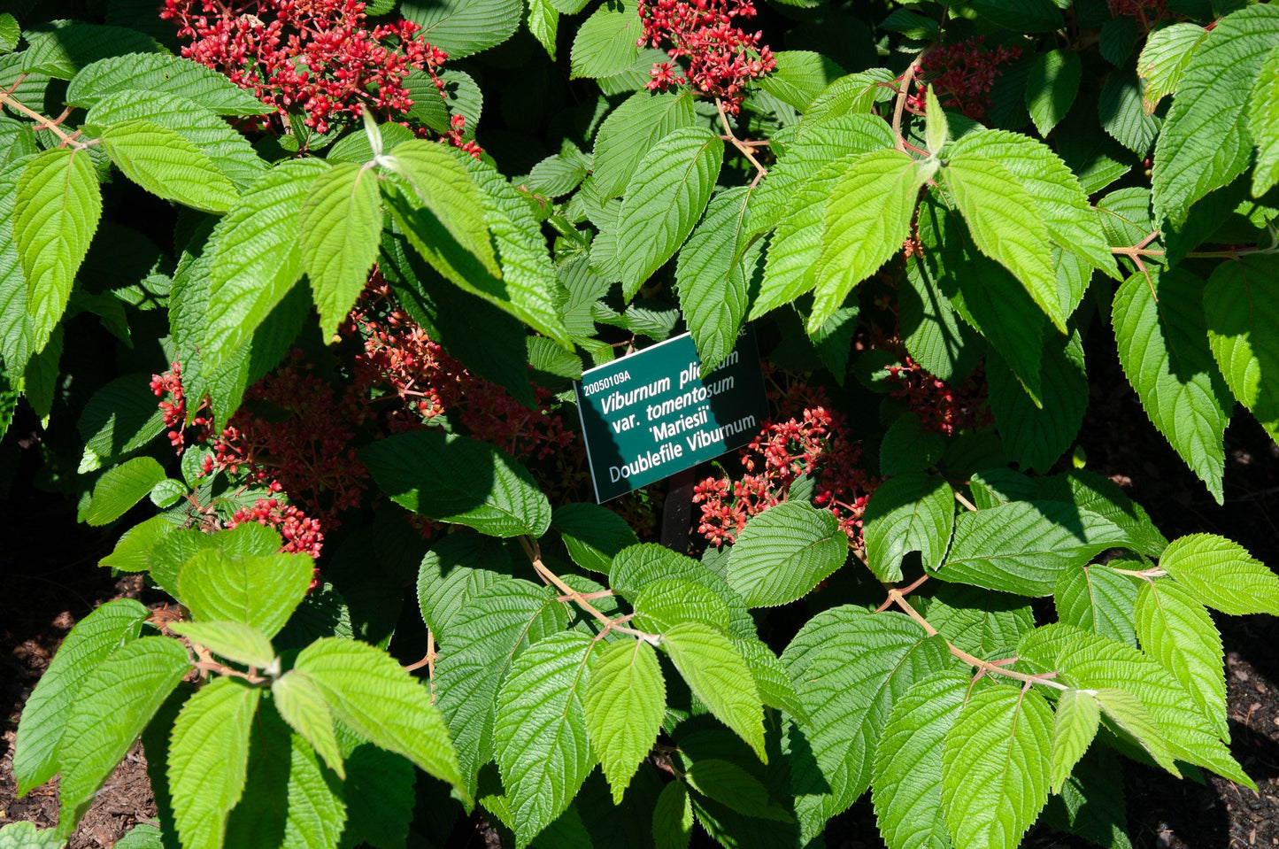 Viburnum Plicatum Var  Tomentosum Mariesii - View 2 from www redcrocus com