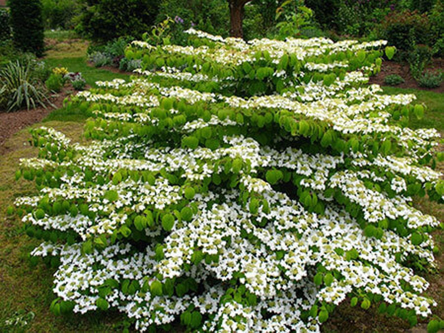 Viburnum Plicatum Var  Tomentosum Mariesii - View 5 from www redcrocus com