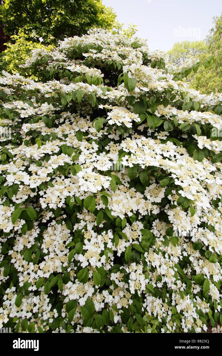 Viburnum Plicatum Var  Tomentosum 'mariesii' - View 2 from www redcrocus com
