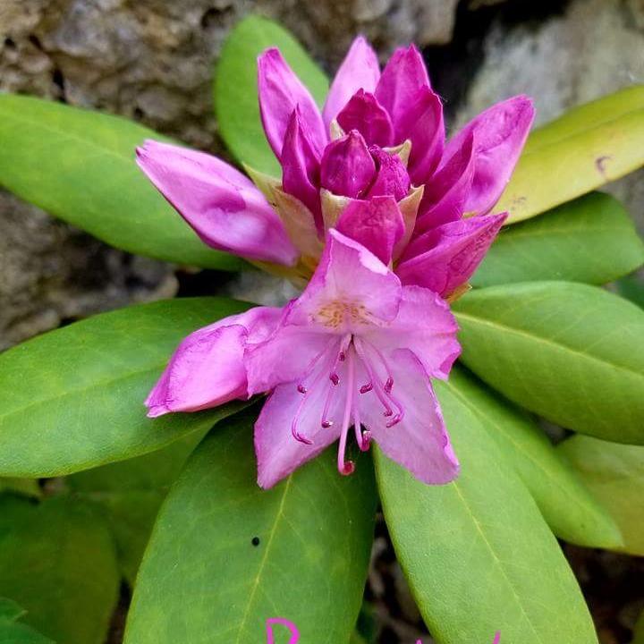 Rhododendron Aglo - View 10 from www redcrocus com