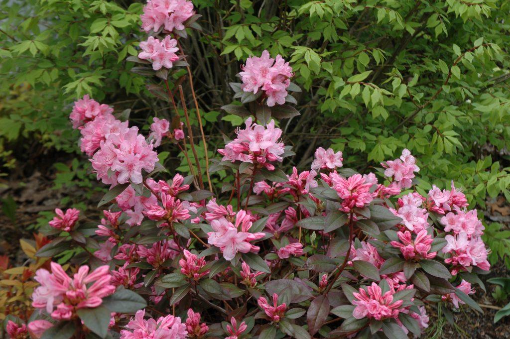 Rhododendron Aglo - View 11 from www redcrocus com