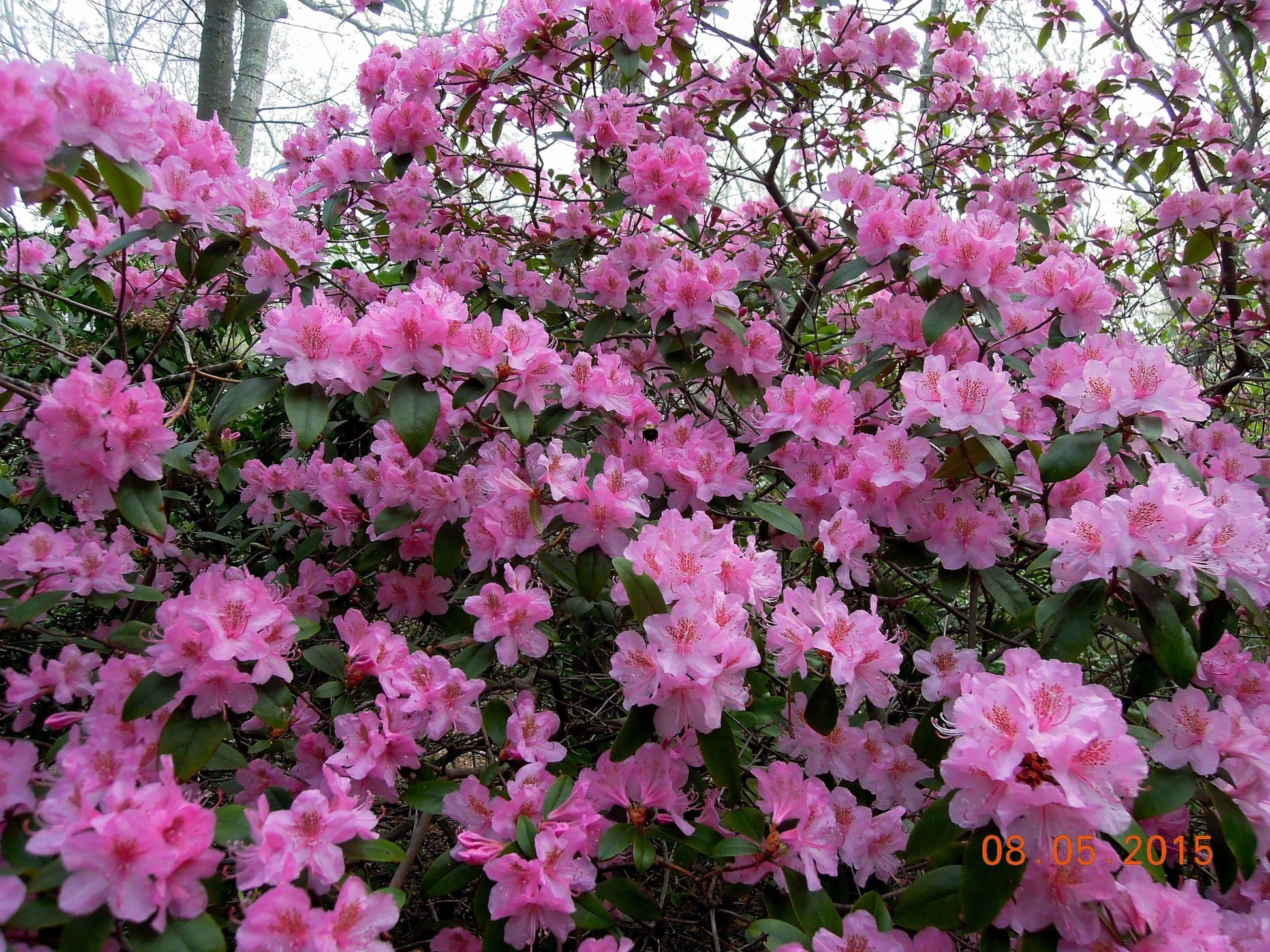 Rhododendron Aglo - View 14 from www redcrocus com