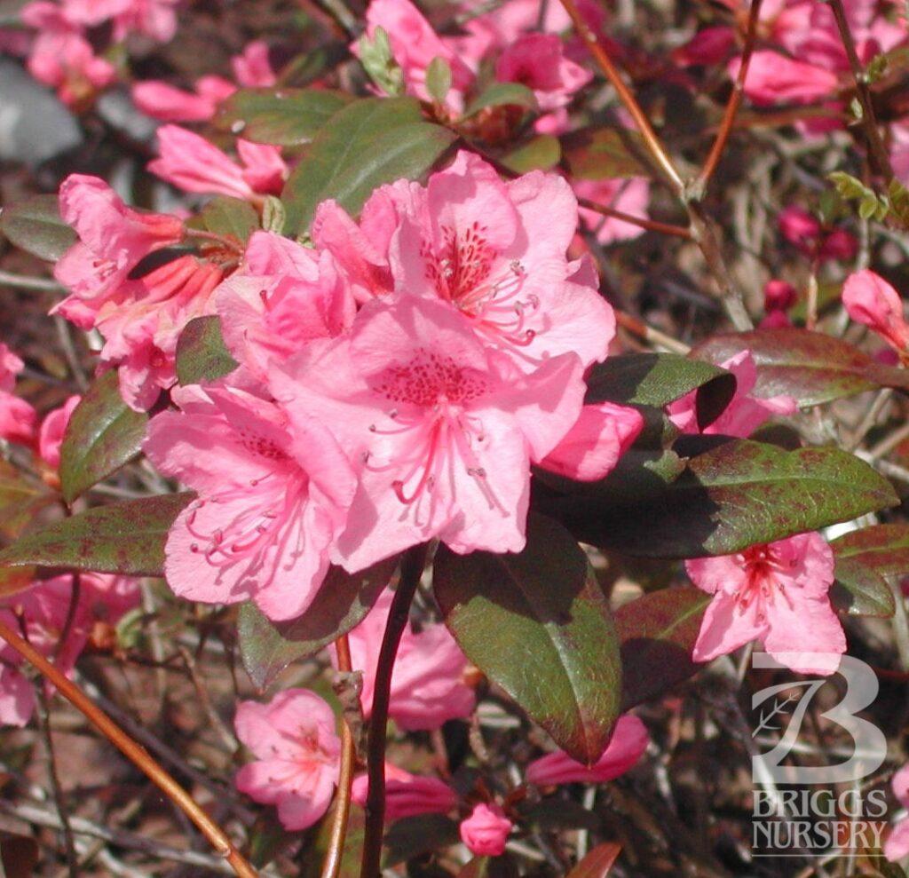 Rhododendron Aglo - View 15 from www redcrocus com