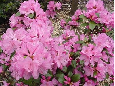 Rhododendron Aglo - View 16 from www redcrocus com