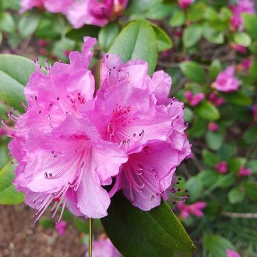 Rhododendron Aglo - View 17 from www redcrocus com