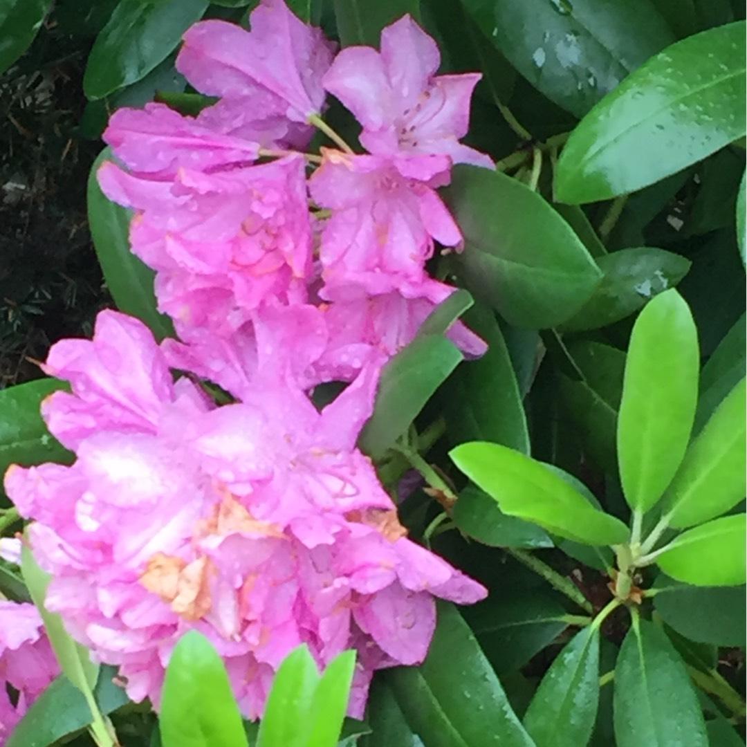Rhododendron Aglo - View 18 from www redcrocus com